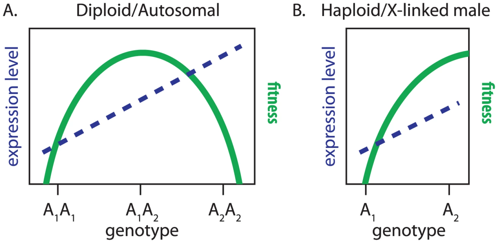 Additive phenotypic effects, fitness landscapes, and X-linkage.