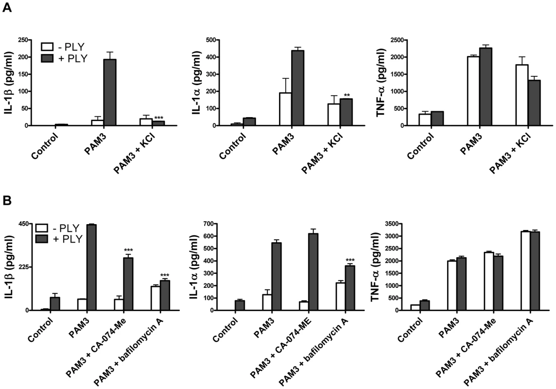 PLY-induced IL-1β secretion by DC is dependent on potassium efflux and phagosomal rupture.