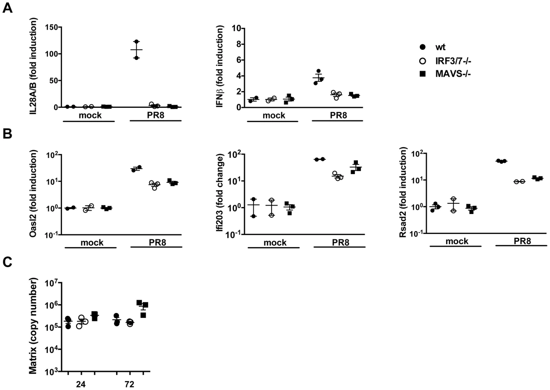 ISGs are induced in the absence of detectable type I and III IFNs.