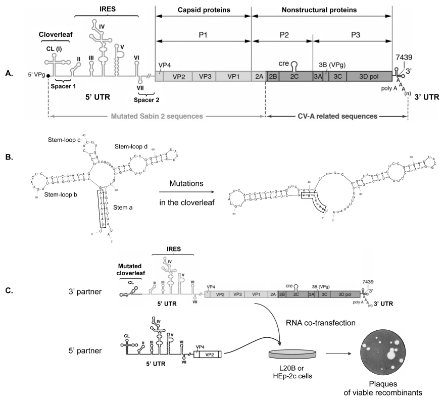 Experimental model of recombination in the 5’ untranslated region of enteroviruses.