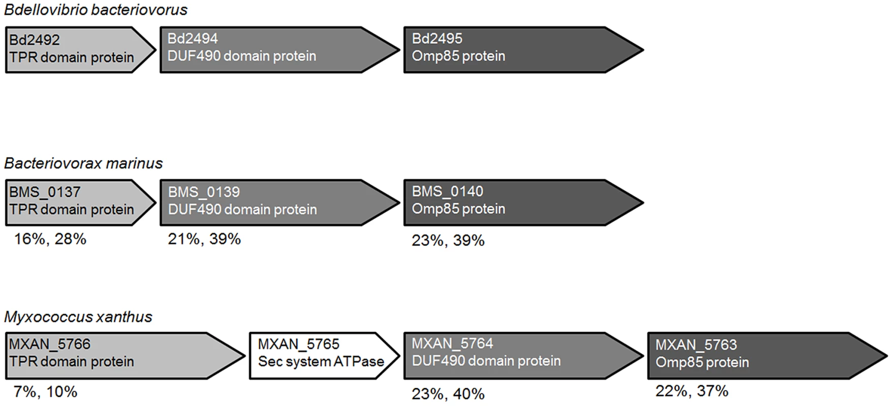 Gene synteny of <i>bd2492–bd2495</i> homologues is conserved in <i>B. bacteriovorus</i>, <i>M. xanthus</i> and <i>B. marinus</i>.