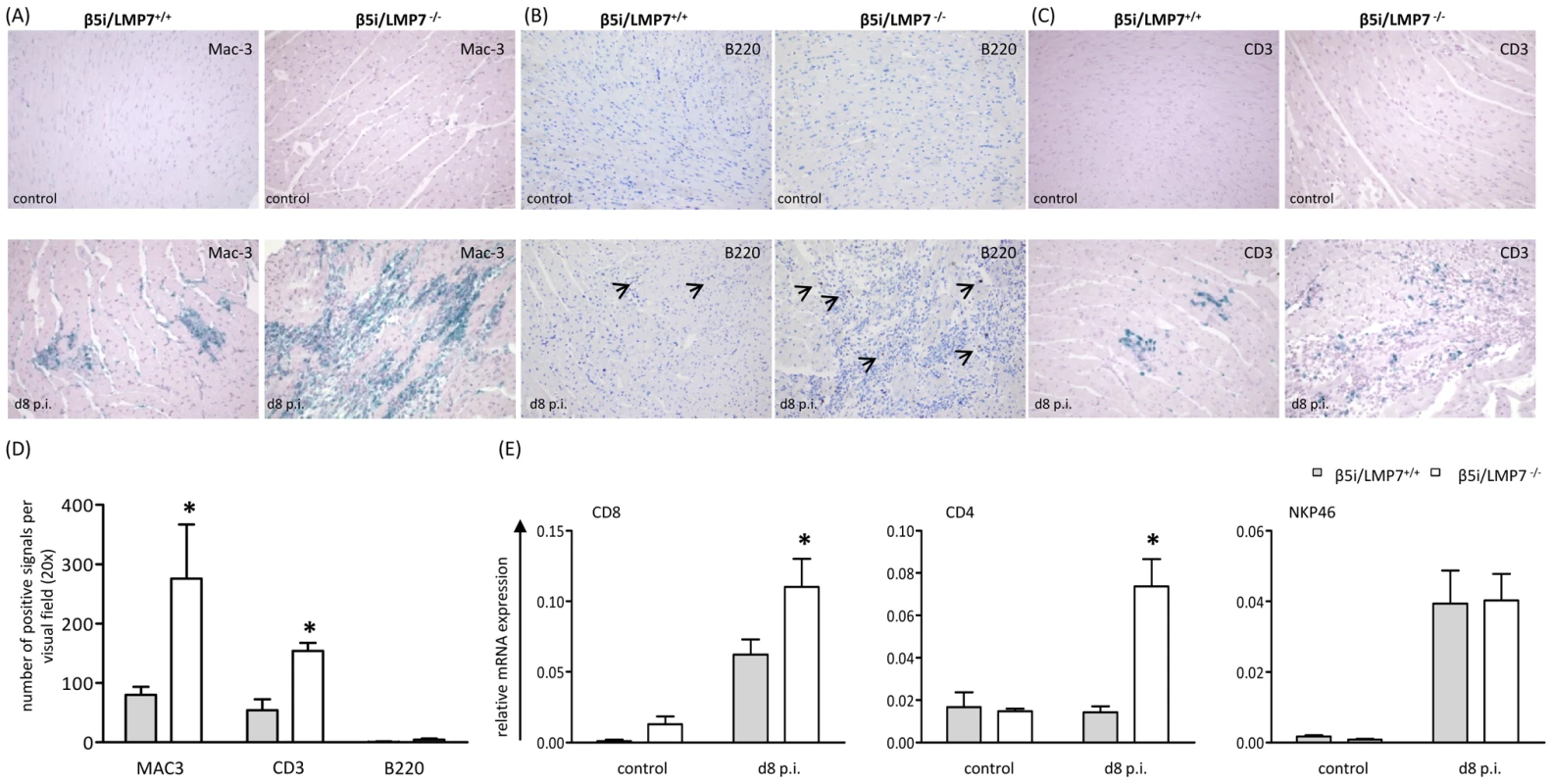 Characterization of myocardial lesions in acute CVB3-myocarditis.