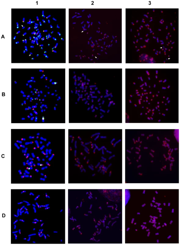 Hybridization of satellite DNA probes with chromosomes from four <i>Equus</i> species.