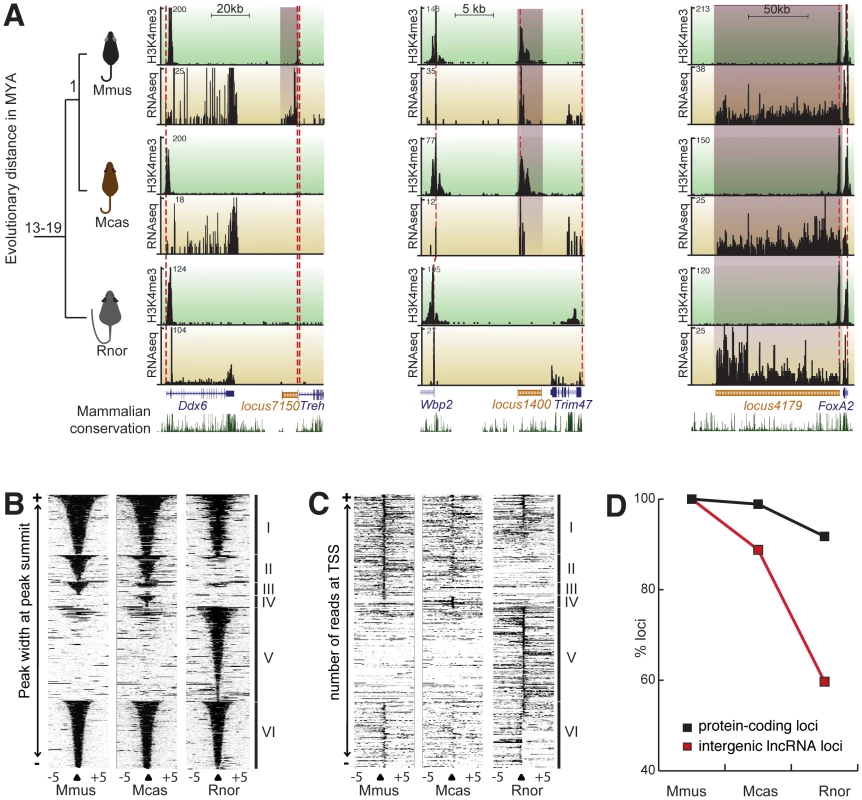 Transcriptional turnover of liver expressed transcripts in rodents.