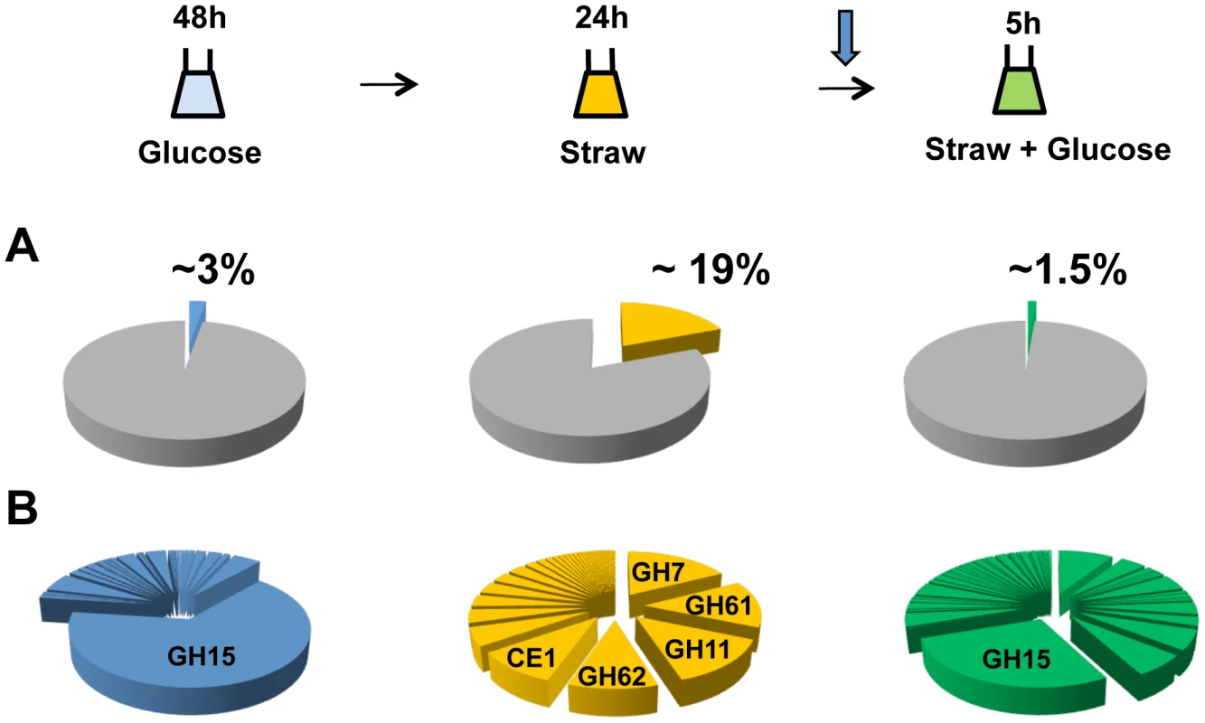 CAZy gene expression.