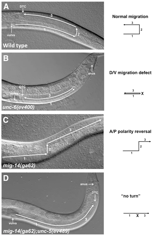 Netrin signaling components and Wntless are involved in guiding DTC migrations.