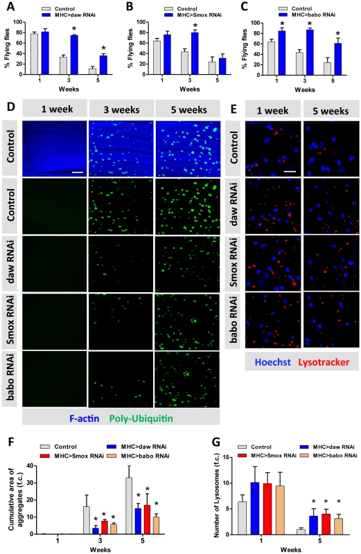 Activin signaling regulates muscle aging and proteostasis.