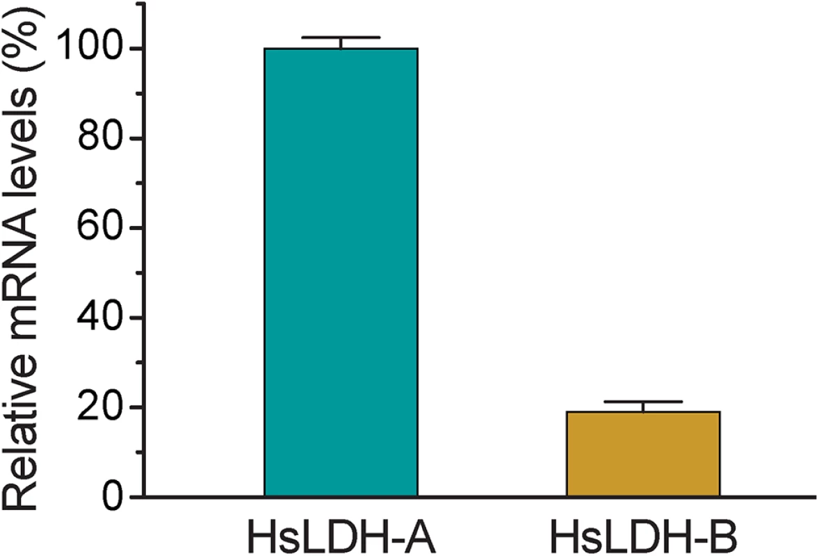 Relative mRNA levels of two human LDH isoforms in host cells.