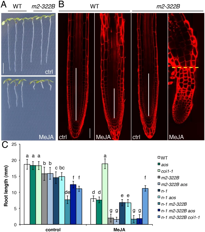 MYC2 <sup>E165K</sup> confers extreme hypersensitivity to exogenous JA.