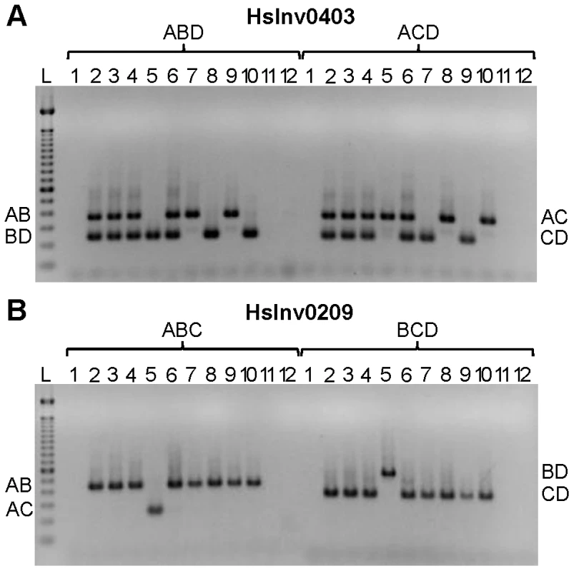 Multiplex iPCR results of two validated inversions in nine human samples.