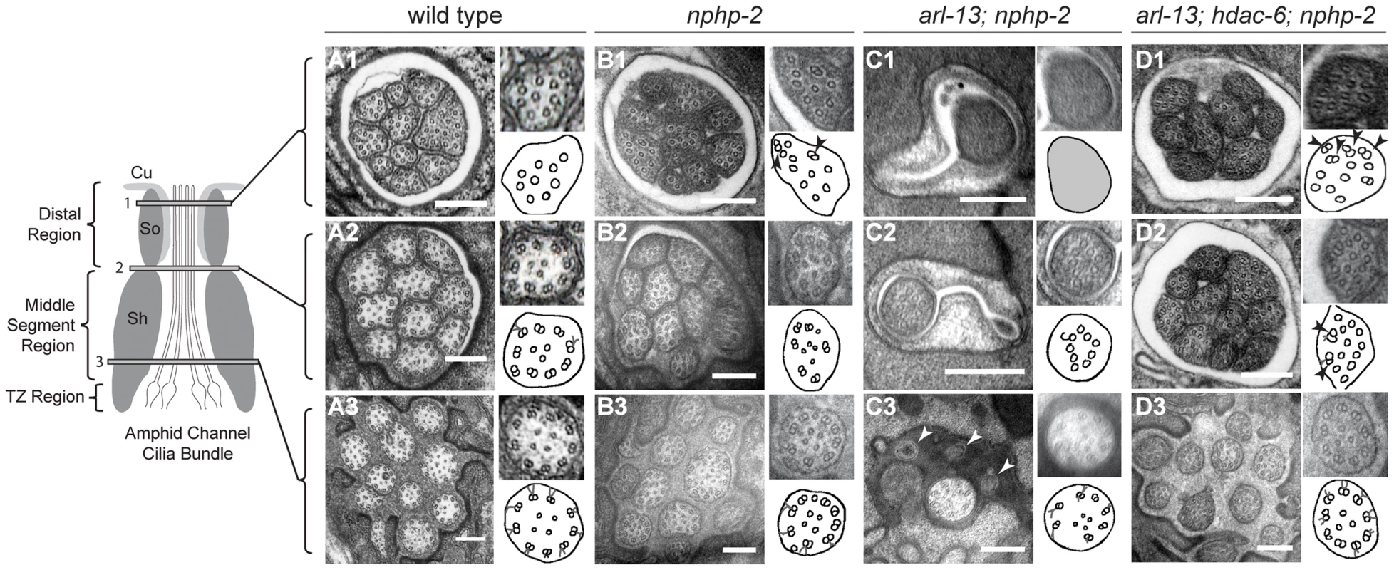 <i>nphp-2</i> single, <i>arl-13; nphp-2</i> double, and <i>arl-13; hdac-6; nphp-2</i> triple mutants exhibit defects in ciliary ultrastructure.