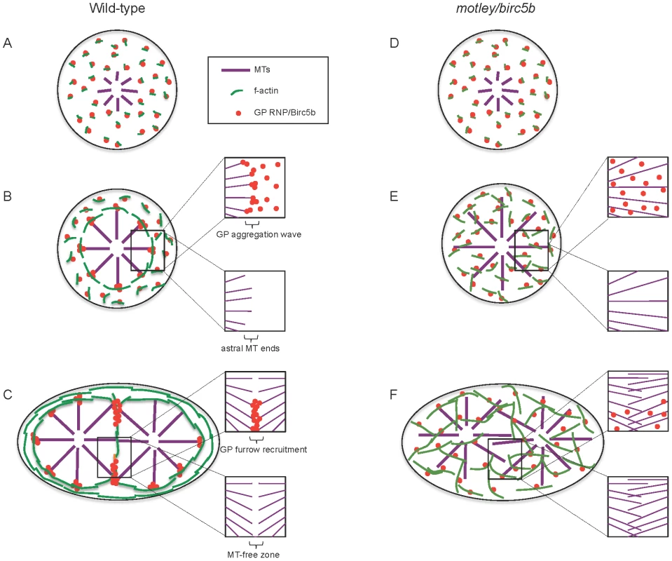 Model of Birc5b function as a potential molecular mediator of microtubule-microfilament interactions facilitating germ plasm RNP multimerization.