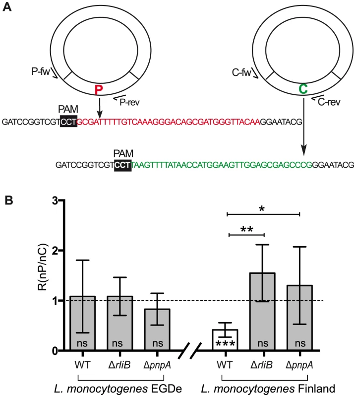 CRISPR DNA interference activity assay.