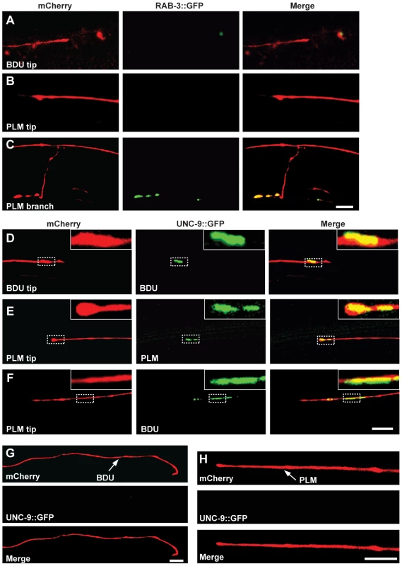UNC-9::GFP clusters at the interface of BDU and PLM neurons.
