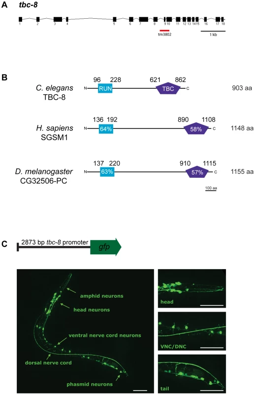 TBC-8 is exclusively expressed in neurons.