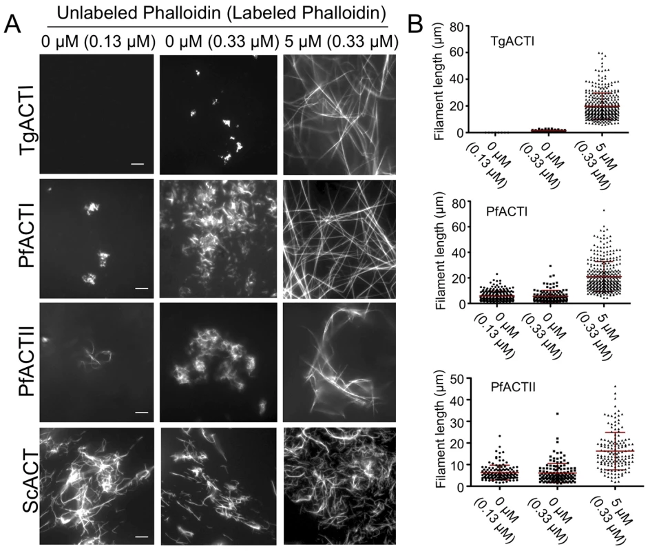 Apicomplexan actins form inherently unstable filaments that are rescued by phalloidin.