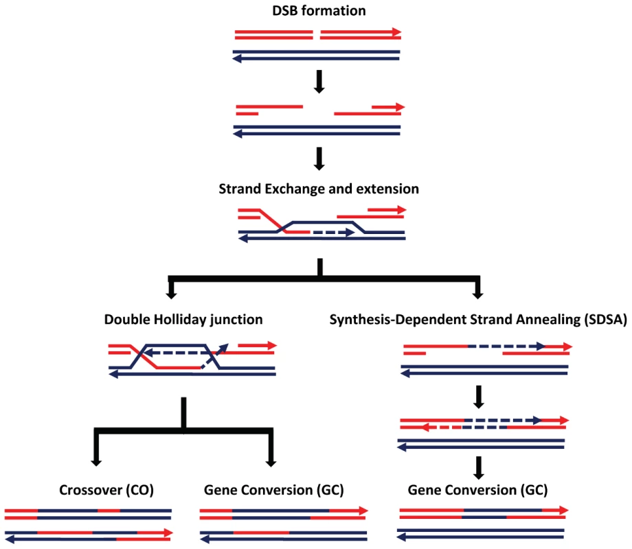 Schematic representation of the double-strand break (DSB) repair pathway and recombination from Comeron et al. <em class="ref">[<b>15</b>]</em>.