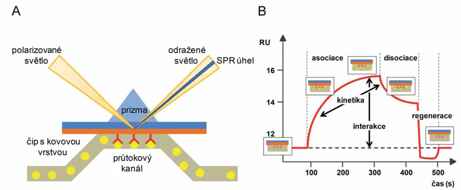 Princip metody rezonance povrchového plazmonu (A) a grafický výstup SPR experimentu, sensorgram (B). 
A. Jeden z interakčních partnerů je imobilizován na povrchu čipu a v roztoku proudícím kolem imobilizované molekuly je přítomen druhý interakční partner. Změna indexu lomu na povrchu čipu způsobená jejich vzájemnou interakcí je zaznamenána jako posun SPR úhlu. B. Výstup SPR experimentu zobrazuje vazbu interakčních partnerů na povrchu čipu. V prvním kroku (asociace) dochází k vazbě interakčního partnera přítomného v roztoku na partnera imobilizovaného na povrchu čipu až do stavu saturace. Následná disociace je způsobená použitím reakčního pufru. Dochází k ustálení dynamické rovnováhy interakce závislé na afinitě interakčních partnerů. Užitím regeneračního pufru ve třetím kroku je čip regenerován a připraven k dalšímu použití. Převzato ze semináře BIAcore<sup>®</sup> [10].