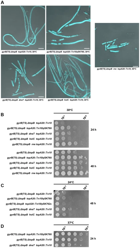 Effects of <i>dnaT18</i>::<i>aph</i>, <i>rne59</i>::<i>aph</i> and <i>holC2</i>::<i>aph</i> suppressor mutations on cells lacking type 1A topos.