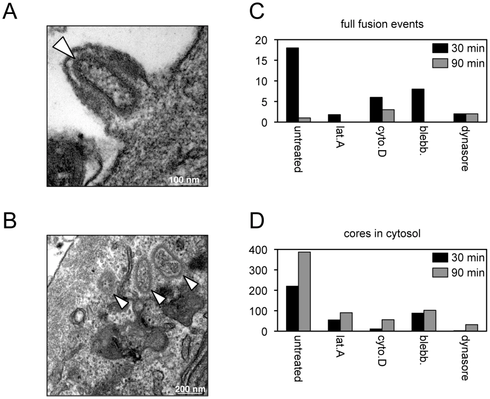 Effects of inhibitors on entry determined by transmission electron microscopy.