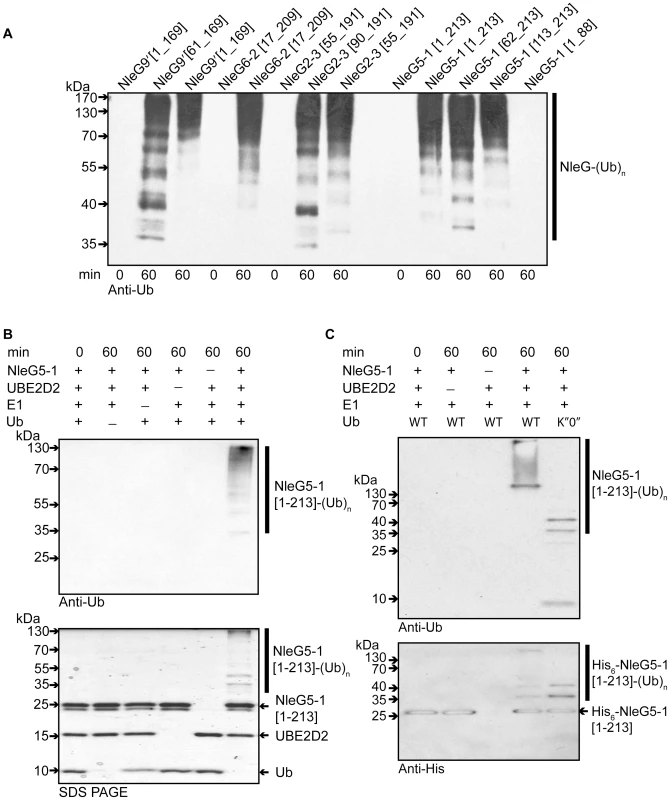<i>In vitro</i> activity of NleG proteins.