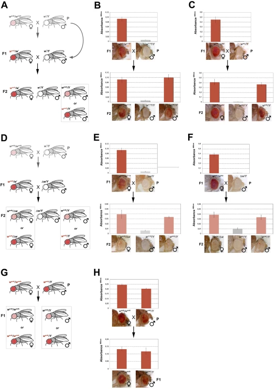 <i>trans</i>-reactivation of <i>w*</i> over <i>w</i><sup><i>m4h</i></sup> is heritable.