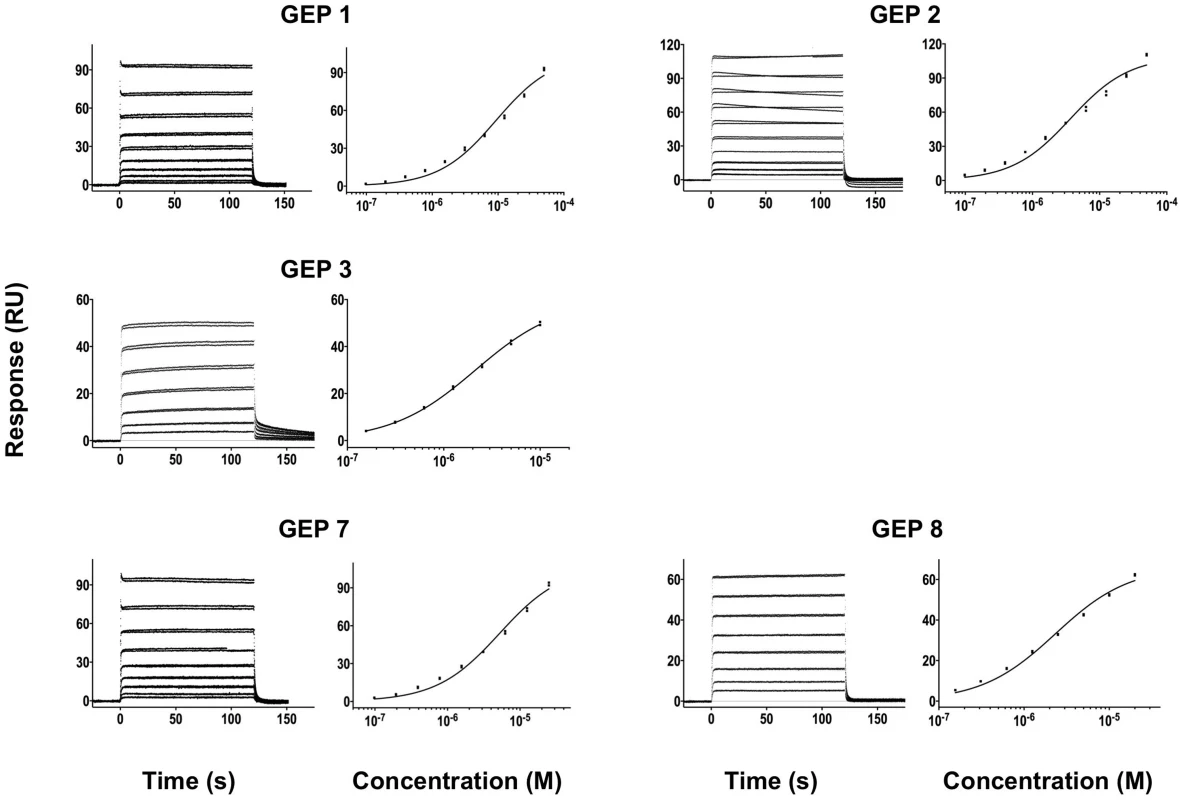 SPR sensorgrams of the interactions between ES T93 and the indicated GEPs (left plots) and the analysis of equilibrium responses versus concentration (right plots).