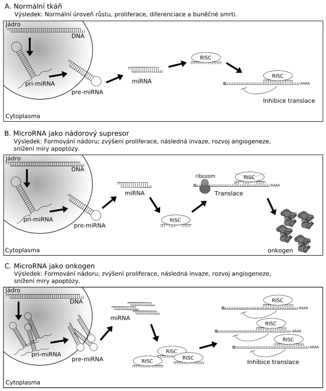Biogeneze microRNA je zahájena transkripcí primárního transkriptu pri-miRNA pomocí RNA polymerázy II (Pol II). Protein Drosha zajišťuje úpravu pri-miRNA na prekurzor pre-miRNA. Následně je premiRNA exportována z jádra za účasti exportního receptoru Exportin-5 s kofaktorem Ran-GTP (E). V cytoplazmě pokračuje úprava pre-miRNA enzymem Dicer na duplex miRNA, z něhož je jeden řetězec degradován a druhý je využit jako zralá funkční miRNA. Ta je začleněna do komplexu RISC, který umožňuje inhibici translace cílové mRNA nebo její degradaci. Jádro komplexu RISC tvoří protein Argonaut (AGO).