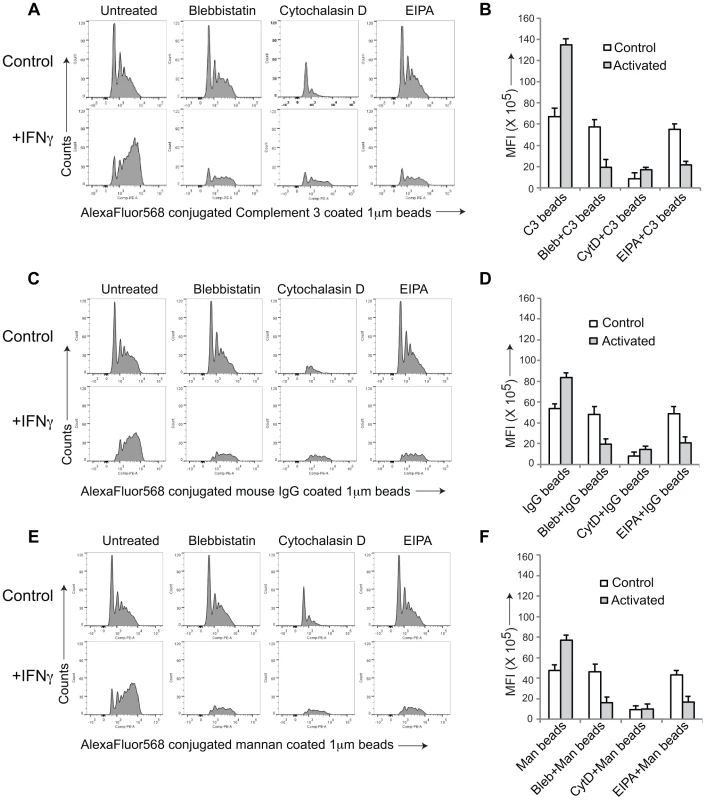 General induction of upon macrophage activation.