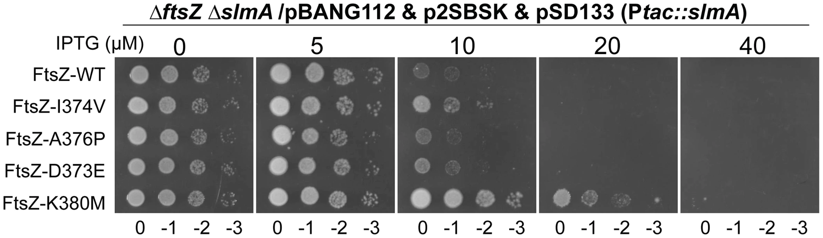 FtsZ tail mutants resistant to MinC/MinD display differential sensitivity to de-localized SlmA.