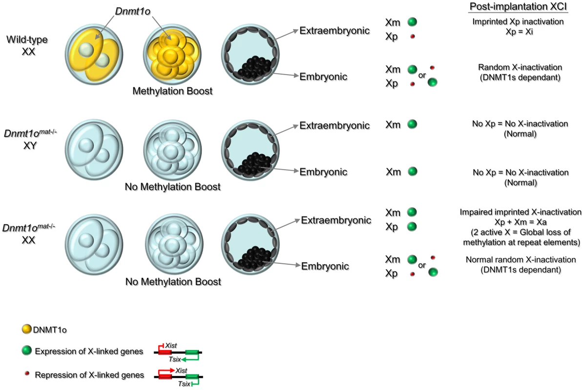 Model of the dynamic regulation of methylation maintenance by DNMT1o and establishment of imprinted XCI during preimplantation development.