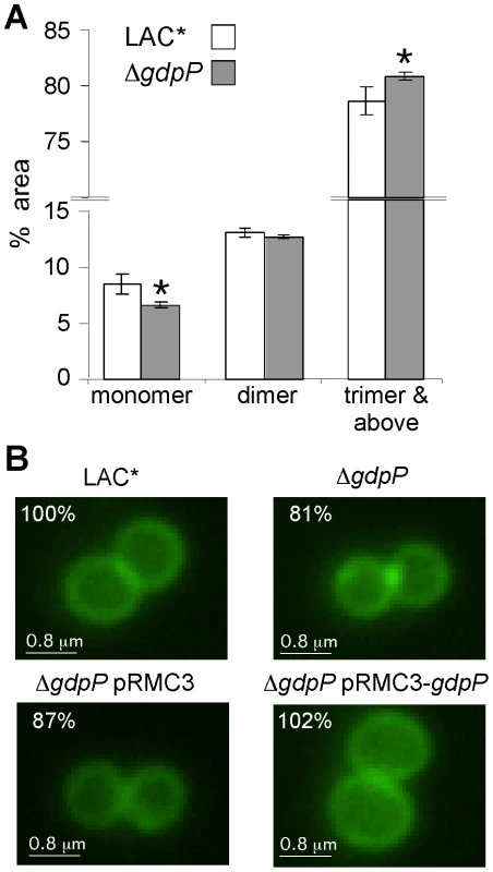 Peptidoglycan and microscopic analysis of LAC* and LAC*Δ<i>gdpP::kan</i> strains.
