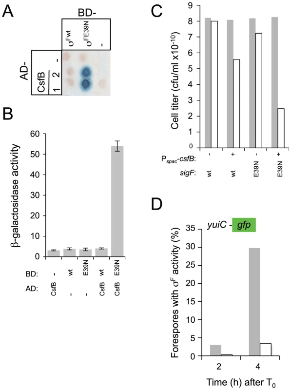 Interactions of CsfB with σ<sup>F</sup> and σ<sup>FE39N</sup>.