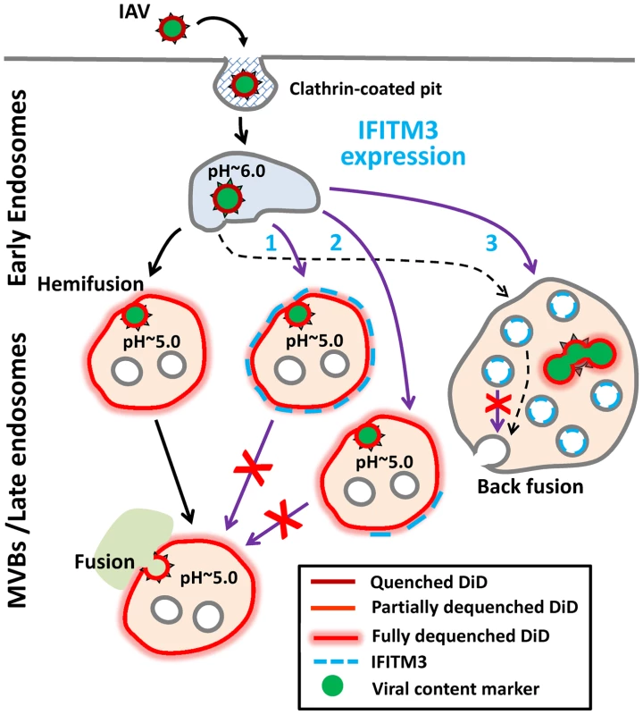 Models for IFITM3-mediated restriction of IAV infection.