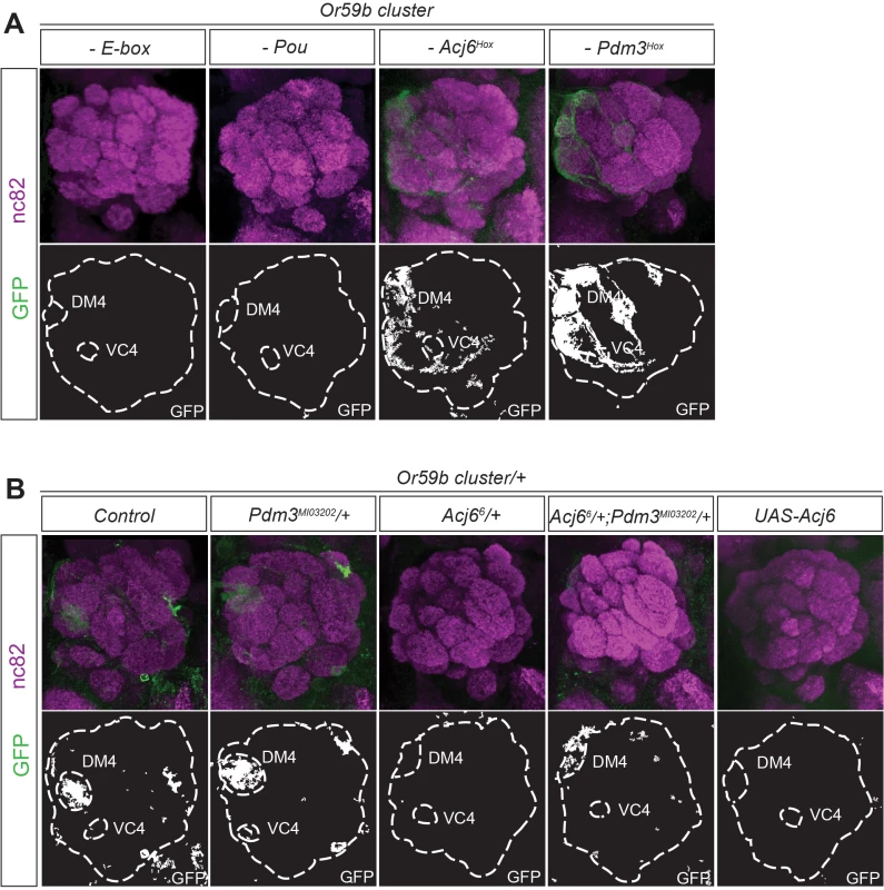 The Acj6 to Pdm3 ratio dictates the <i>Or59b</i> cluster-driven expression.