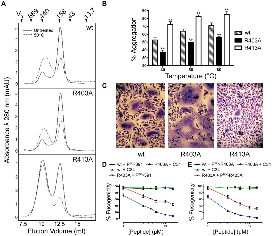 Contrasting effects of alanine substitutions at key arginine residues in the BLV coiled coil.
