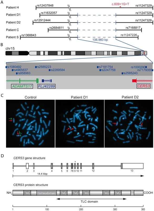 Deletion and <i>CERS3</i> mutation scheme.