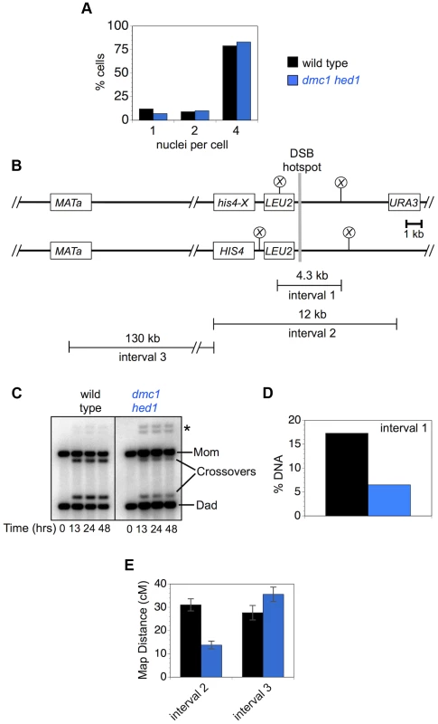 Crossover homeostasis as a function of interval size.