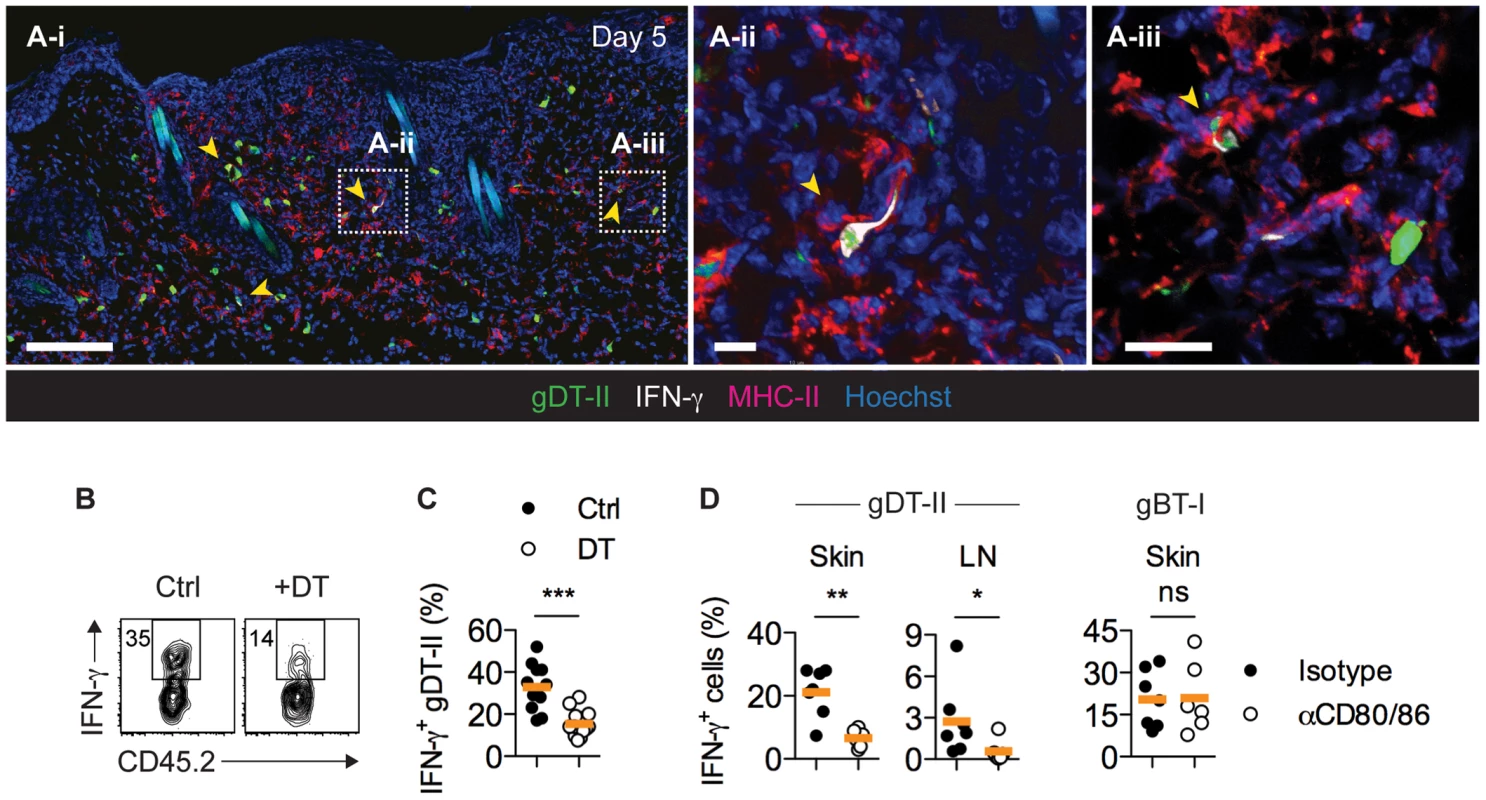 CD11c<sup>+</sup> DCs drive IFN-γ production by CD4<sup>+</sup> T<sub>EFF</sub> cells <i>in vivo</i>.