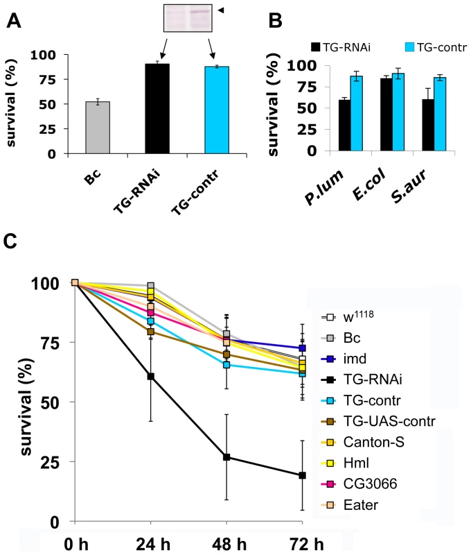 Larvae with reduced TG levels show immune defects.