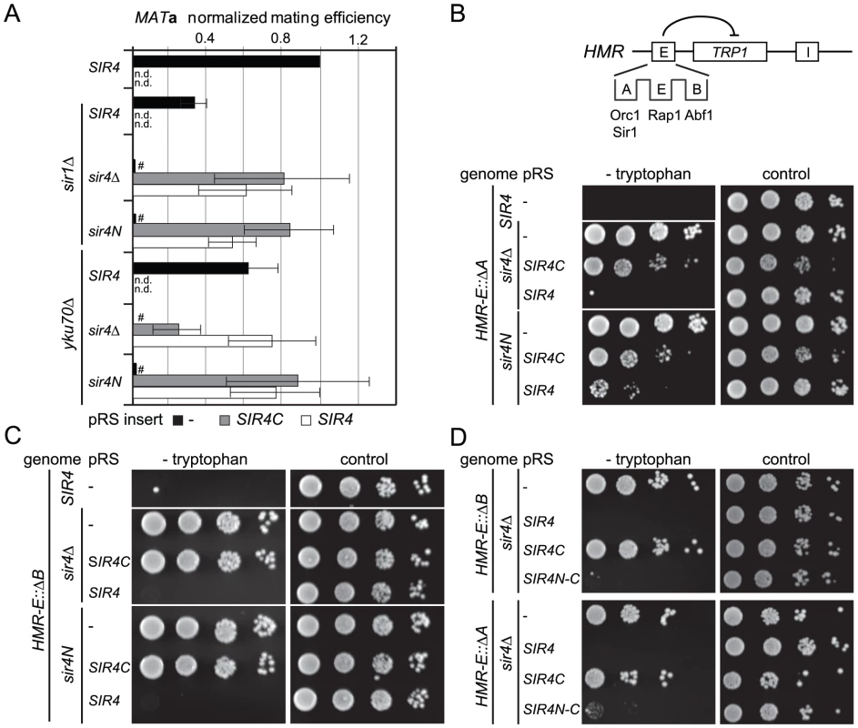 Sir4C is not sufficient for silencing at compromised <i>HM</i> loci.