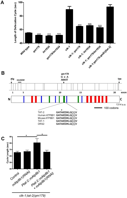 <i>qm179</i> is allelic to <i>tat-2</i>, which encodes a protein homologous to mammalian ATP8B1.