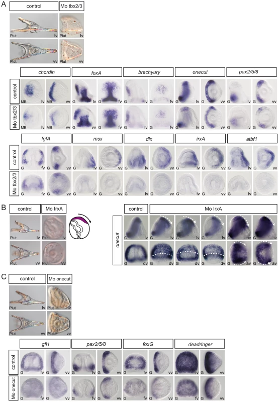 Epistasis analysis of dorsal genes: <i>irxA</i> as a repressor of ciliary band gene expression downstream of <i>tbx2/3</i>.