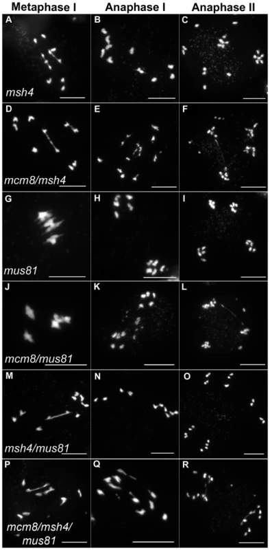 Epistasis tests between <i>Atmcm8</i> and mutants affected in crossover formation.