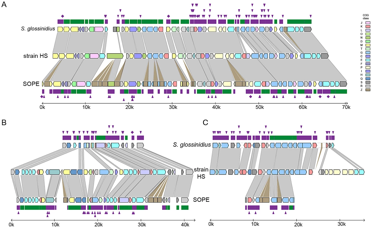 Alignments of three regions of the <i>S. glossinidius</i>, strain HS, and SOPE chromosomes.