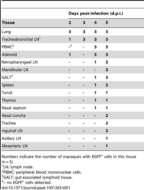 Dissemination of MV in tissues during early stage of infection.