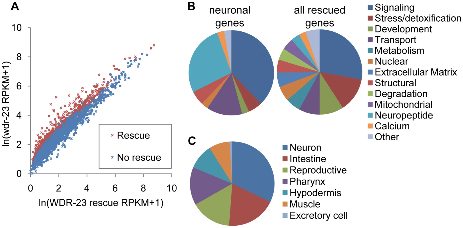 Analysis of whole transcriptome RNA sequencing of <i>wdr-23</i> mutants expressing neuronal WDR-23.
