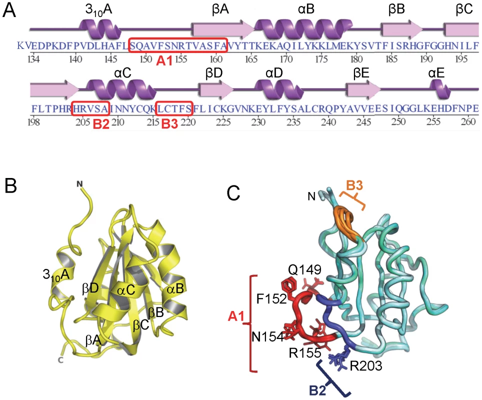 The structure of the JCV OBD. A