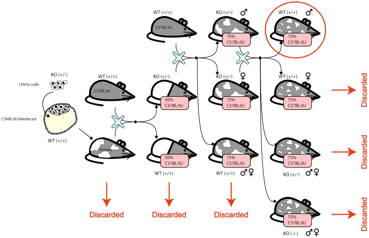 The mice were generated by creating a chimera with heterozygous 129/Sv cells in a C56Bl/6J blastocyst.