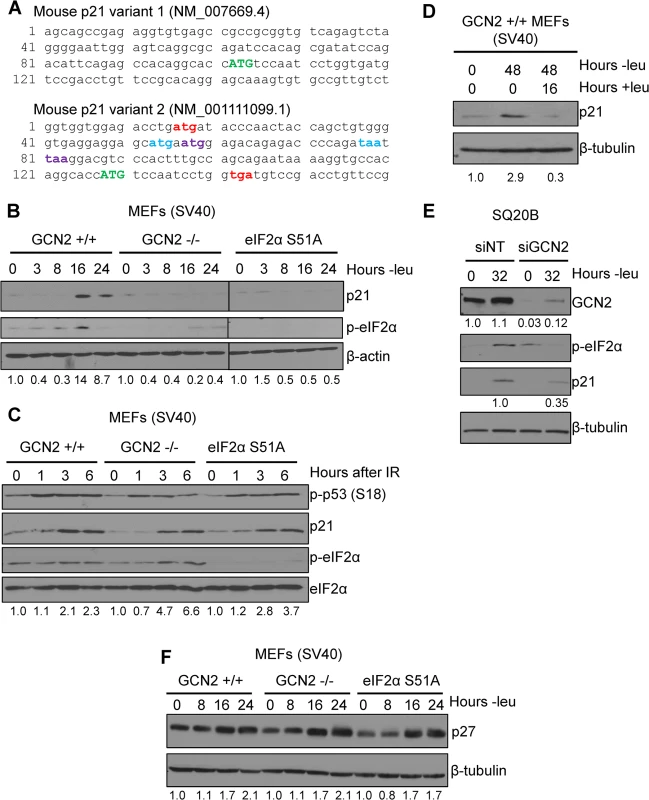p21 induction under amino acid deprivation requires GCN2 and eIF2α phosphorylation.